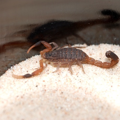 蝎子 刚果红鳄背蝎hottentotta hottentotta 3l