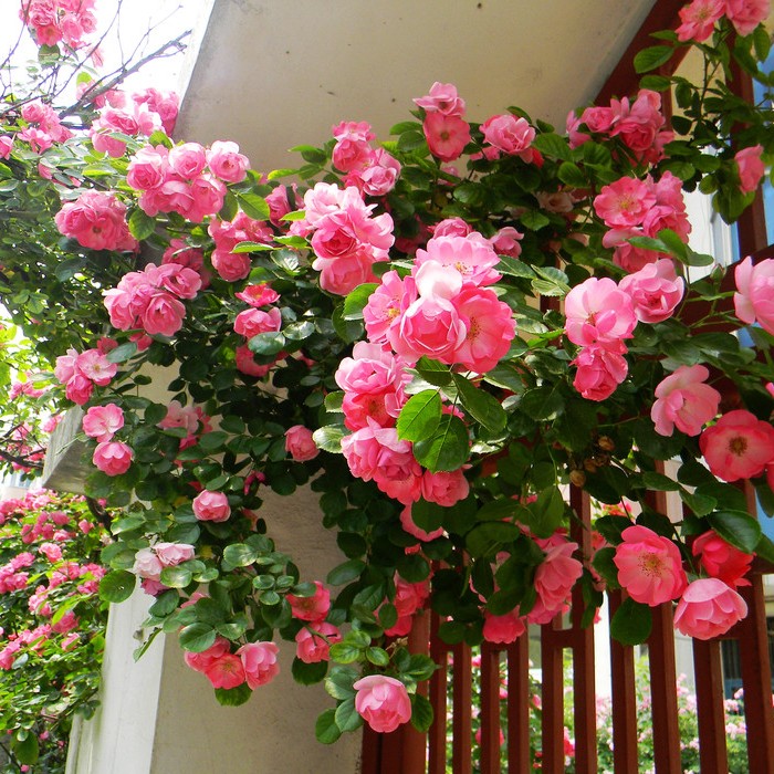 

Extraordinary botanical gardens 3322