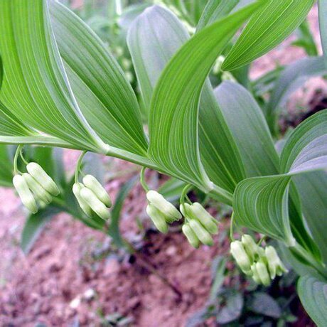 爱逛街为您找到玉参相关的宝贝,您可以在下面的板块中挑选喜欢的宝贝