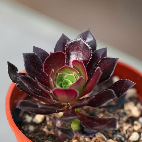 小田球屋 多肉植物 景天科 黑法师