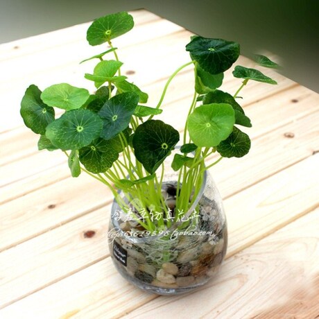 爱逛街为您找到小荷叶相关的宝贝,您可以在下面的板块中挑选喜欢的