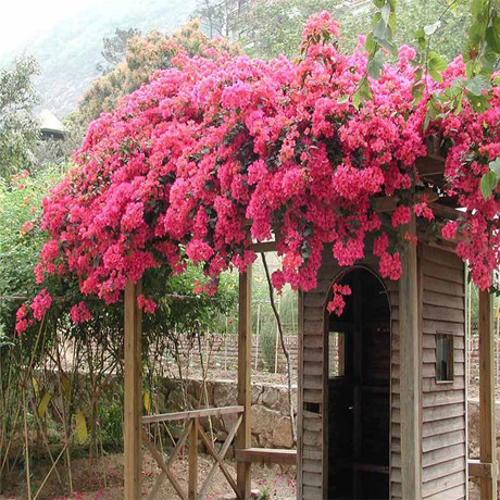 盆栽春季夏季四季秋季绿植三角梅花卉庭院藤本爬墙植物重瓣盆景