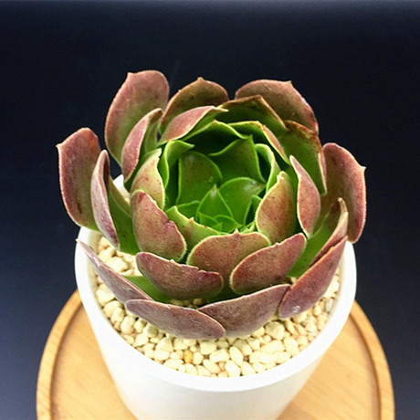 紫羊绒多肉植物 多肉绿植盆栽法师系列 紫羊绒有根 状态完美