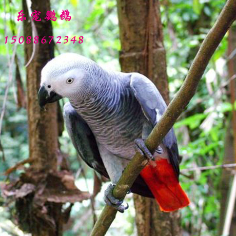非洲刚果大体灰鹦鹉bb 中大型宠物鸟活体幼鸟 聪明很会说话能上手