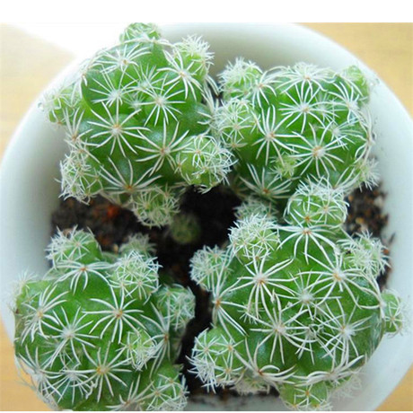 多肉植物白鸟银手指仙人球 超级多小仔 熊的私家花园