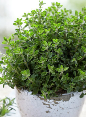 爱逛街为您找到蔬菜种子相关的宝贝,您可以在下面的