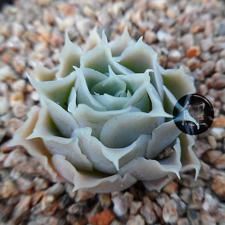 皱叶月影 实生籽播拉古娜 景天多肉植物 图1为状态图