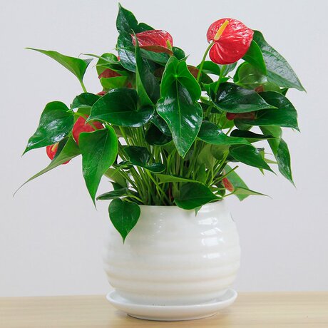 爱优尚红掌盆栽 办公室植物室内桌面会议室花卉客厅盆景送货上门