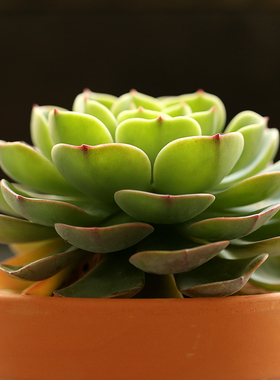 发布了  【万象花卉_玉蝶】韩国进口多肉植物老桩室内盆栽盆景绿植