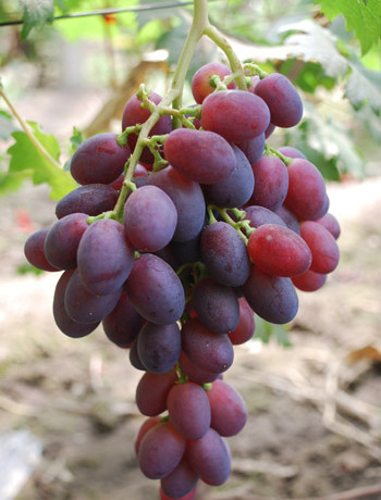 粉红亚都蜜贝达砧木嫁接苗(一级)