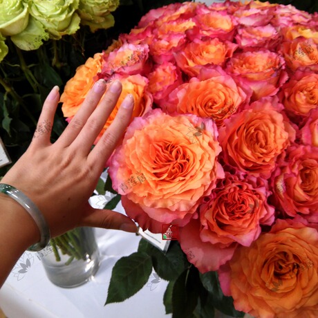 t29自由主义 欧洲月季盆栽小苗 大花浓香灌木 多季节