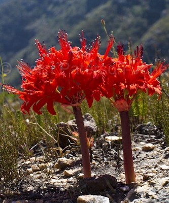 花医生园艺3.0170 灯台百合 brunsvigia marginata 3年 带盆