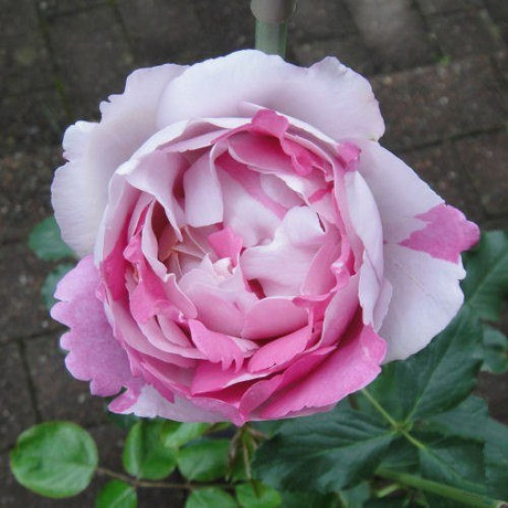 【bing的小店】伊芙大理石冻糕 月季 叶子不好看无分枝 新手勿试