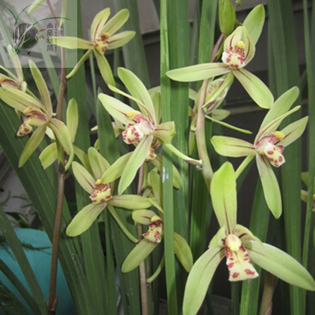 四季大青带花苞花香最勤花的建兰一年开3-6次 - 爱逛街