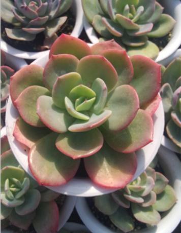 

Li Garden 12-14CM