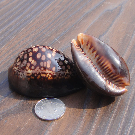 雪山宝螺 6cm左右 眼斑宝螺 贝壳海螺 地台鱼缸 婚庆礼品