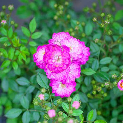 【海蒂的花园】紫红微月 多季开花 花苗