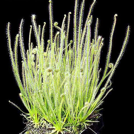 食虫植物-绿丝叶茅膏菜