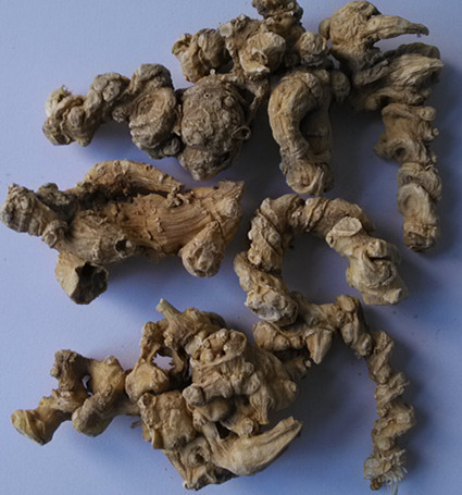 中药材 竹节参 竹节三七 土参血参竹根七500克