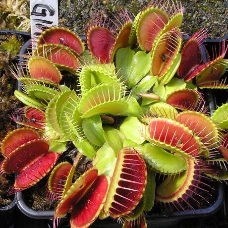食虫植物-矮巨人捕蝇草(dm.low giant)【特价促销 包邮】