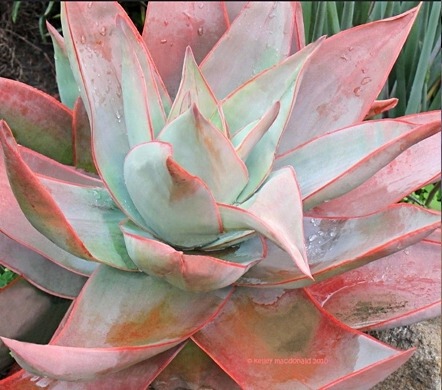 德国进口多肉植物银芳锦芦荟种子aloe striata防辐射绿色植物