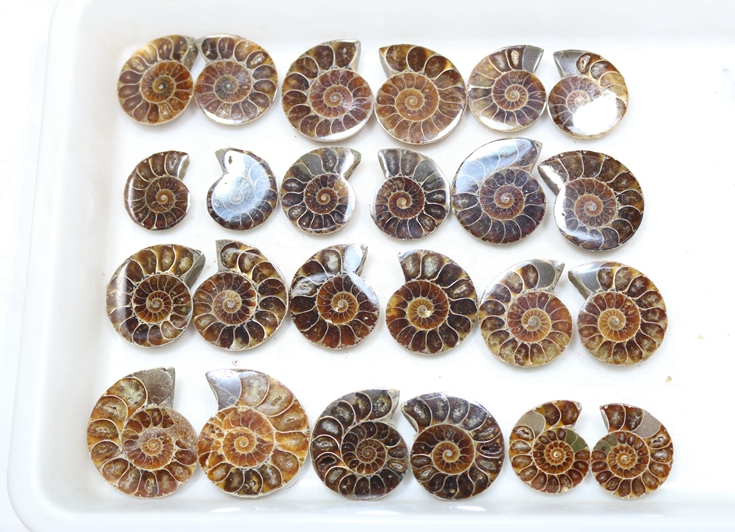 

Сувенир из ископаемых окаменелых образцов DIY