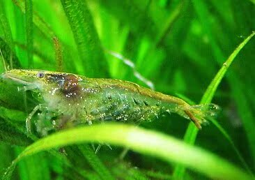 

Креветки Black shell shrimp 10 30