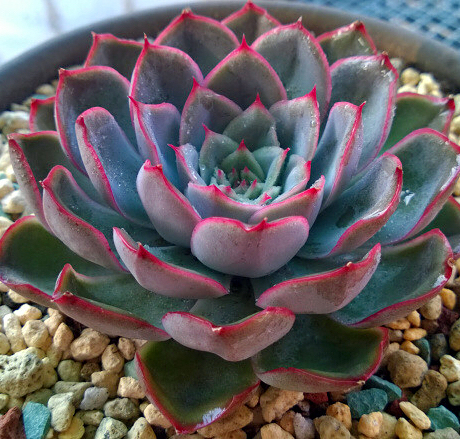 武仙座 荷兰进口多肉植物 (8-10)厘米 须根