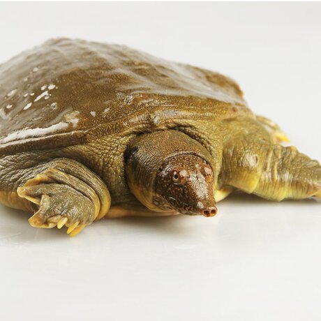 品鲜猫 鲜活洞庭湖甲鱼 活体王八中华鳖 约2斤/只水鱼团鱼