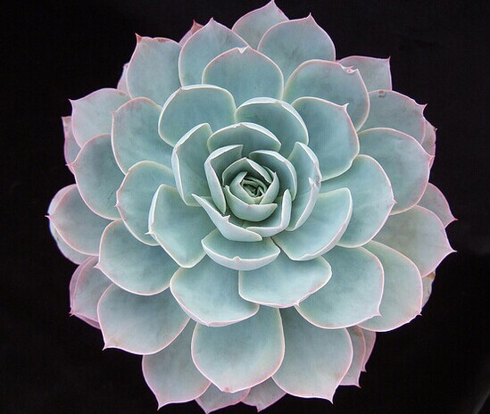

Autumn Gardening Echeveria 'Domingo'
