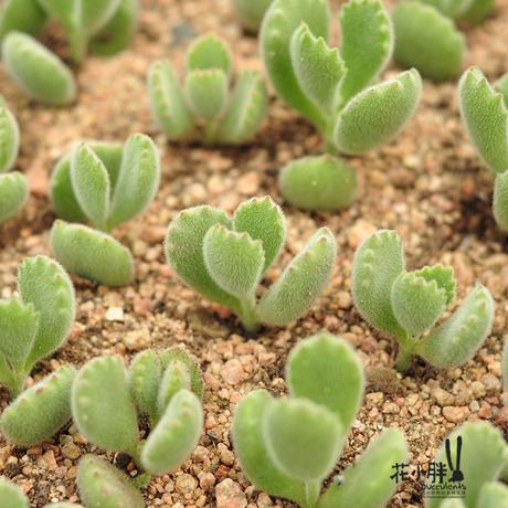 花小胖多肉植物 熊童子 6-8片叶有根 花卉绿植盆栽 可爱 奇趣植物
