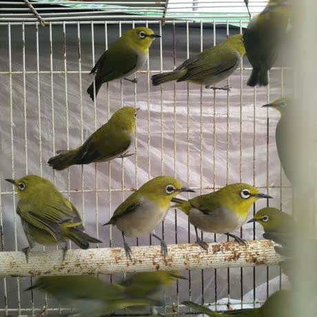 绣眼鸟 暗绿绣眼鸟 观赏鸟 叫鸟 单只仅售35