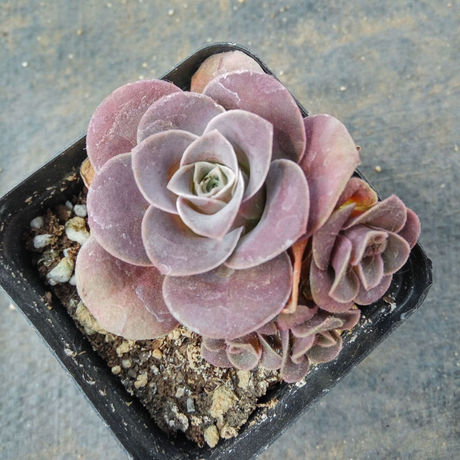 山地玫瑰紫山地耶罗多肉植物夏季休眠叶子很干易断枝介意慎拍