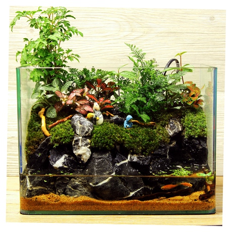 水陆苔藓微景观 两栖造景水陆缸 室内diy桌面绿植盆景可养鱼虾