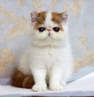 【美妮猫舍】cfa绿纸异国短毛猫加菲猫 高品质赛级红梵dd sold