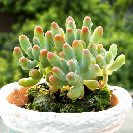 包邮【天天特价】乙女心多肉 多肉植物 八千代小老桩 群生果冻色