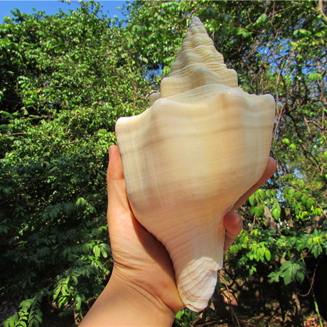澳洲观音香螺/天然品相海螺/收藏装饰/贝壳海螺工艺品满包邮