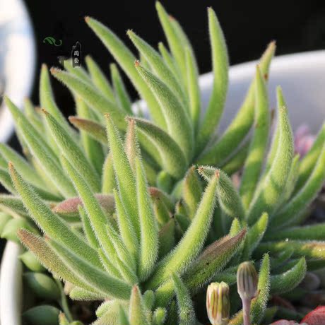 木辛园艺|银狐之尾 大株 稀缺珍藏 精品多肉植物花卉 本月特价