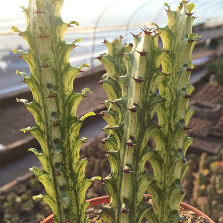 翡翠玉柱子 沙漠沙生多肉植物大戟科属,仙人掌花卉批发