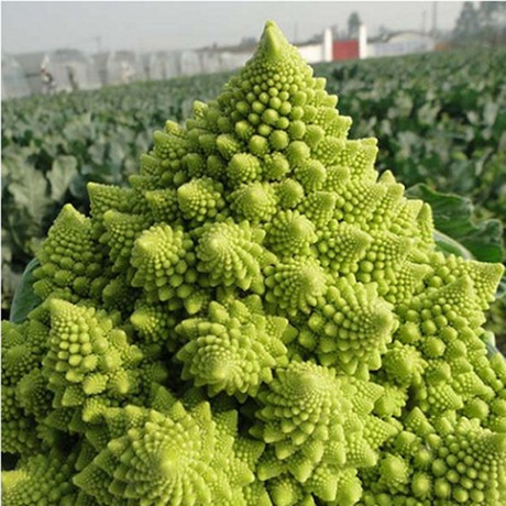 爱逛街为您找到花菜种子相关的宝贝,您可以在下面的板块中挑选喜欢的