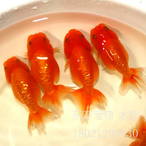 英国布里斯托草金心形尾型扇形朱文锦水族观赏鱼活体金鱼