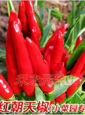 爱逛街为您找到洋辣椒种子相关的宝贝,您可以在下面的板块中挑选喜欢