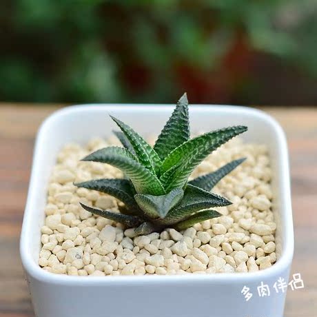 火星园艺多肉植物【十二指天】琉璃殿 直径约5cm 裸根发