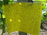 Липкая панель насекомых Желтая пластина с двойной соблазнительной соблазнительной панель