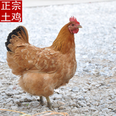 爱逛街为您找到正宗土鸡相关的宝贝,您可以在下面的板块中挑选喜欢的