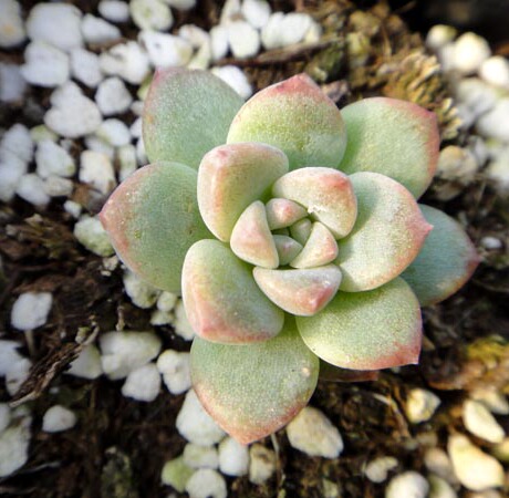 多肉植物 子持白莲 粉蔓 多肉 上海多肉基地自产自销
