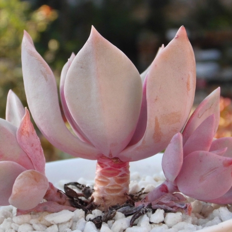 楚楚露养多肉植物(初恋)释放氧气防辐射吸甲醛恋爱族首选