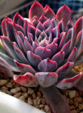 红丝玉露多肉植物多肉植物 十二卷属