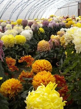 重瓣长寿花苗 ★丹尼★橙红色 长寿花盆栽 大小规格齐全