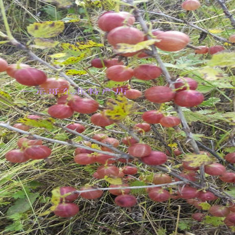 红醋栗果树苗盆栽灯龙树苗红绿灯笼果树苗适合南北方种植当年结果